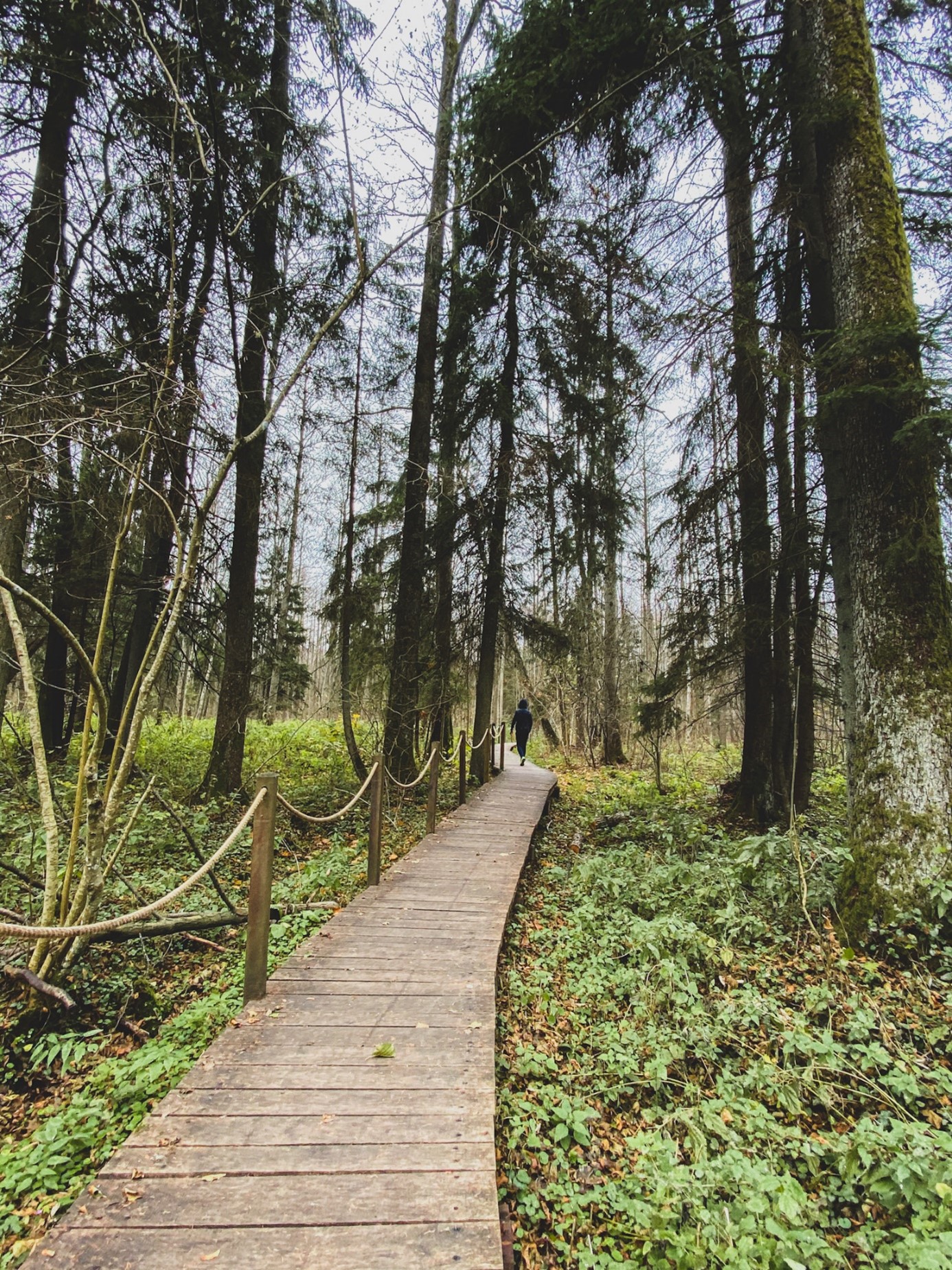 Puszcza Białowieska - co zobaczyć, gdzie spać i gdzie zjeść? - Travelady.pl